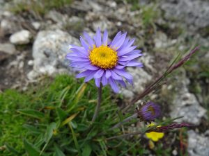 How To Get Rid Of Aster Alpinus