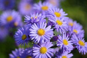 How To Get Rid Of Aster Amellus