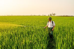 What Is Fomesafen Herbicide Used For