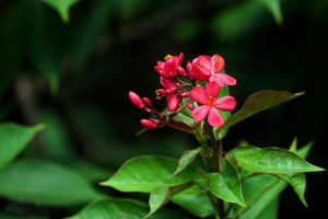 Which Part Of Jatropha Is Used As Medicine?
