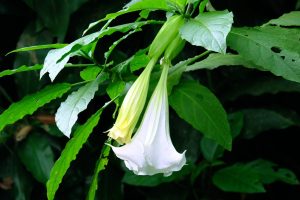 How To Get Rid Of Angel’s Trumpet