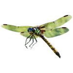 Is It Good to Have Dragonflies in Your Yard?