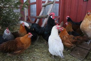 Best Chicken Coop For 15 Chickens