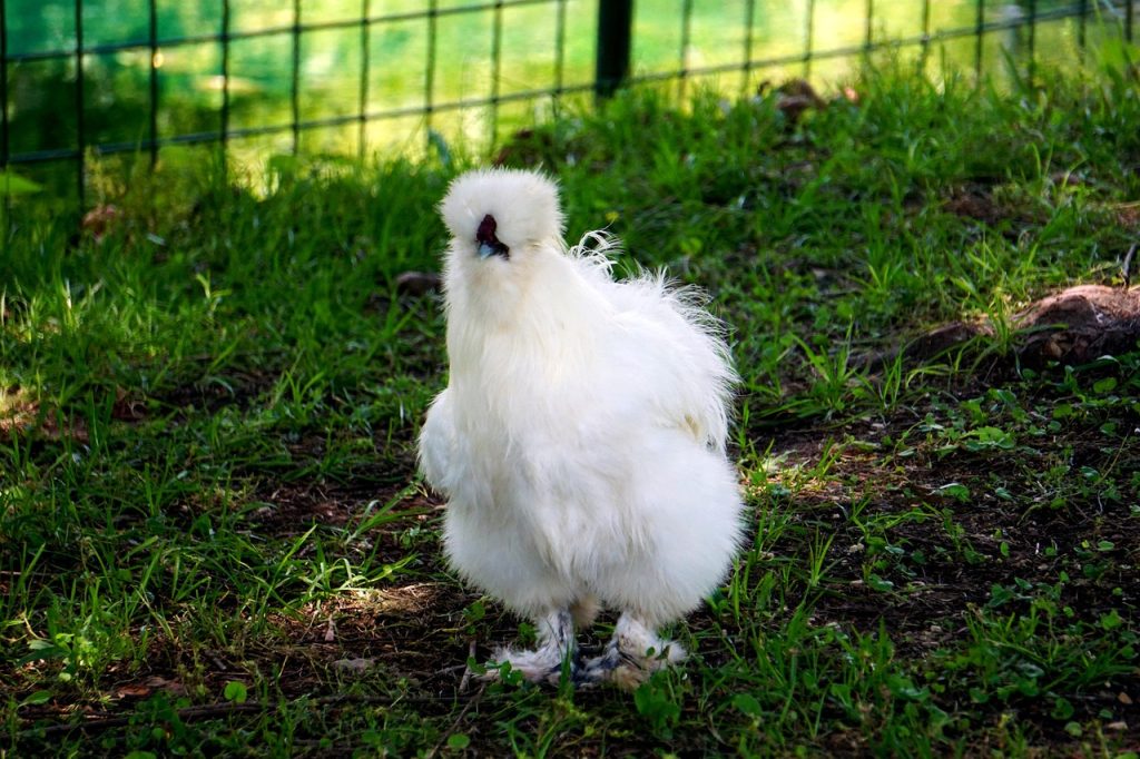 Best Chicken Coop For Silkies