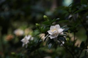 Best Fertilizer For Dwarf Gardenias