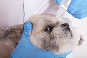 Best Igr For Fleas On Dogs