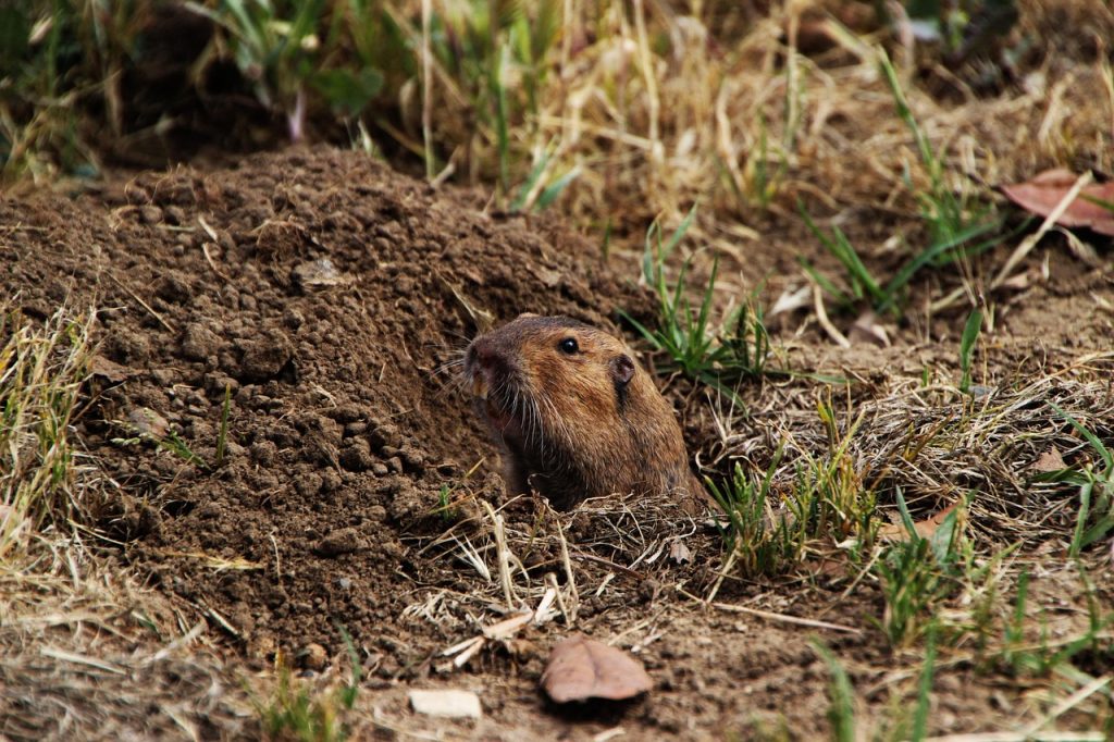 Gopher Traps That Work