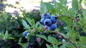 Highbush Blueberry Weed Treatment