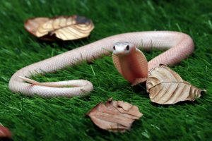 How Do I Get Rid Of Snakes In My Yard