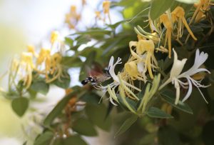 Japanese Honeysuckle (Lonicera japonica)