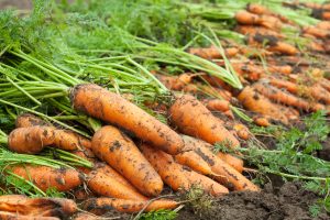 What Weed Control Can Be Used in Carrot Production?