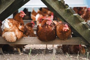 Best Insulated Chicken Coops For Cold Weather