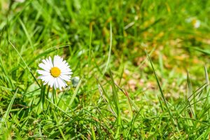 Best Fertilizer For Grass In Spring