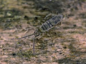 Why Do I Suddenly Have Springtails?