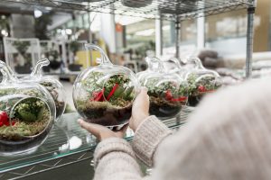 Best Bugs For Terrariums