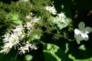 Climbing Hydrangea (Hydrangea anomala petiolaris)
