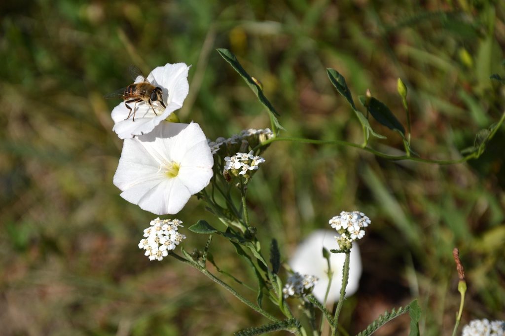 Creeping Vine Weed With White Flowers