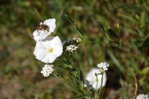 Creeping Vine Weed With White Flowers