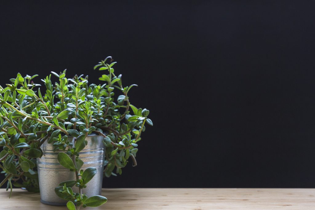 Plants That Like Dark Corners