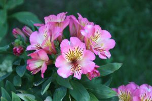 How To Fertilize Alstroemeria?