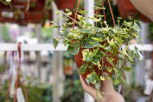 Best Evergreen Plants For Hanging Basket