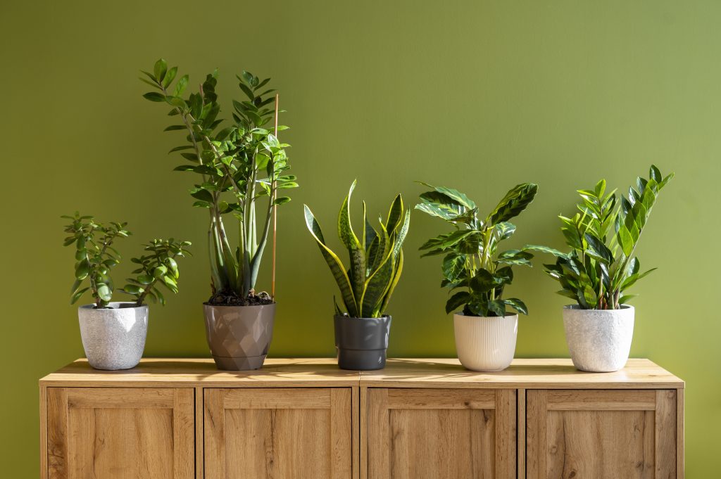 Best Indoor Plants As Per Vastu