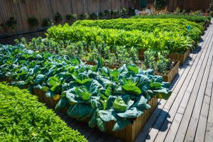 Best Planter Boxes For Vegetables
