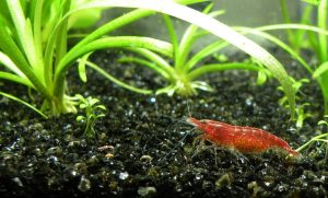Best Plants For Cherry Shrimp