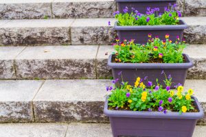 Best plants for planter boxes full sun
