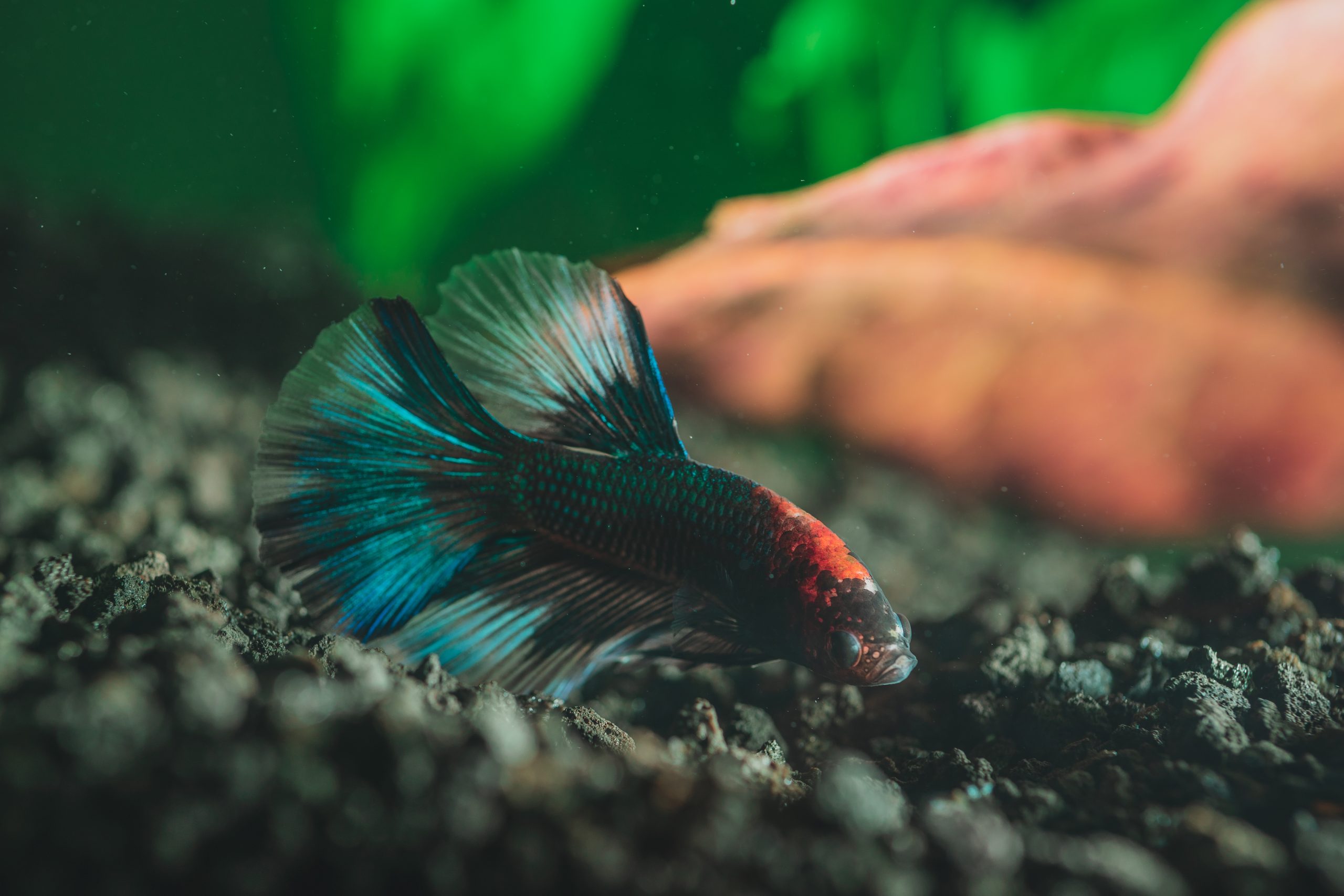 Best Substrate For Betta Fish And Plants
