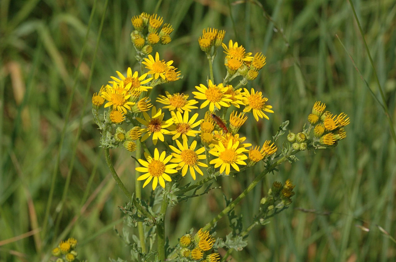 Best Time to Spray Ragwort