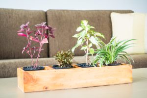 Best Wood For Planter Box