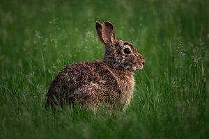 Perennial Plants To Keep Rabbits Away