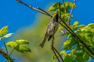 Plants That Attract Birds In Florida