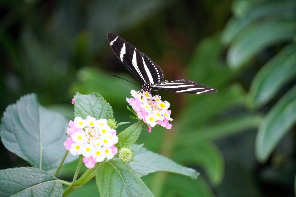 Plants That Attract Butterflies In Florida