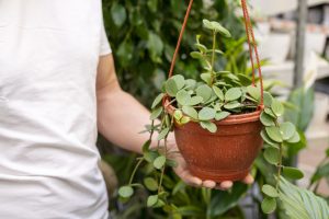 Shade Tolerant Creeping Ground Cover