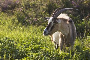 What Animal Eats Sedge Grass