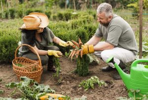 What Can I Not Plant Next To Carrots