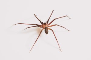 What Deters Brown Recluse Spiders
