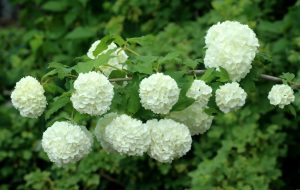 When To Trim Viburnum Bushes 