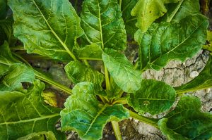 Best Companion Plants For Spinach