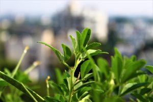 Best Herbs For Lowering Triglycerides