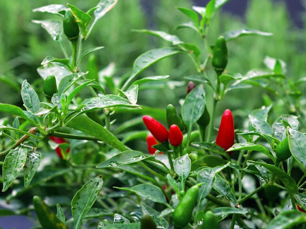 Companion Plants For Chillies