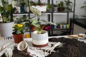 Best Indoor Plants Massachusetts