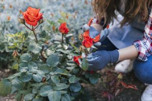 Best Roses To Grow In Florida