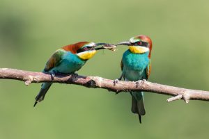 Best Bird Food To Attract Colorful Birds