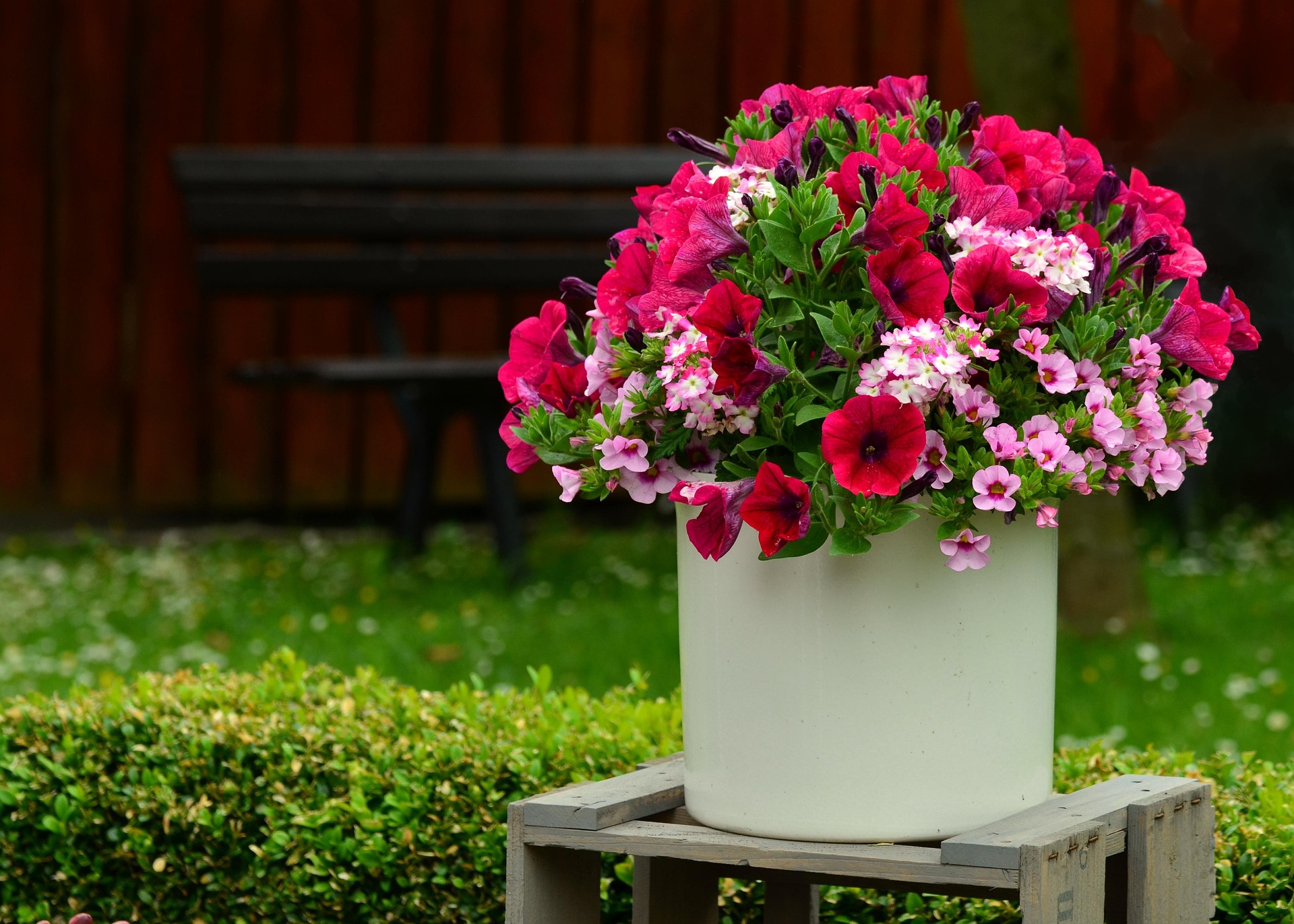 Plants That Glow Under Black Light - FarmTilling