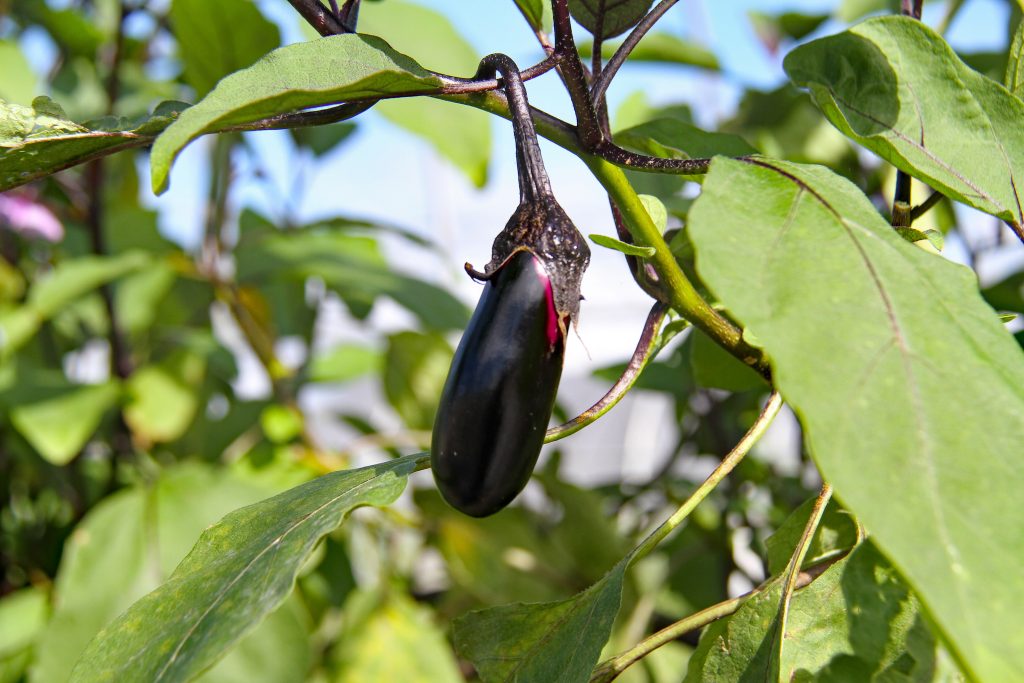 best companion plant for eggplant