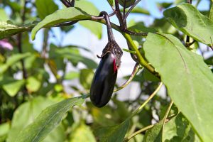 best companion plant for eggplant