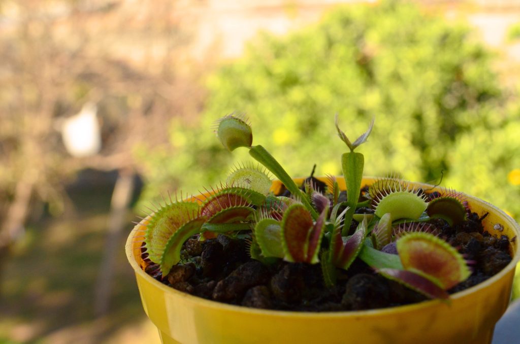 Best Carnivorous Plants For House Flies